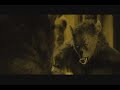 of wolf and man