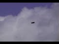 aguila volando