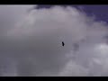aguila volando