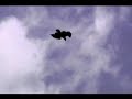 aguila volando
