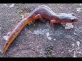 Examples of Evolution occurring \"NOW\"