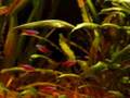 PLANTED AQUARIUM BİTKİLİ AKVARYUM