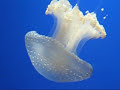 Il valzer delle meduse