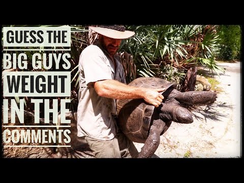 YouTube reptile video