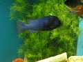 Copadichromis trewavasae spawn