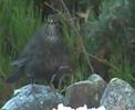 Birdlife around Loch Ness