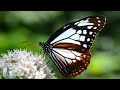 BREATHTAKING NATURE SCENERY ON PLANET EARTH & THE BEST R ..