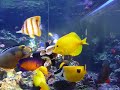 Reef Tank Feeding Frenzy