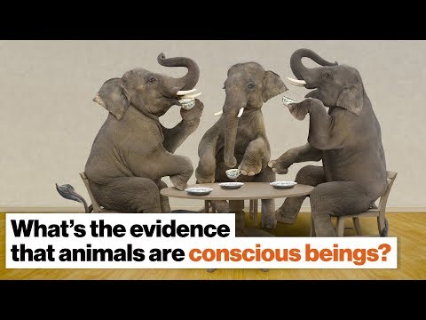 Frans de Waal on animal consciousness – SelfAwarePatterns Frans de Waal on animal consciousness – SelfAwarePatterns