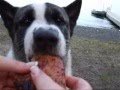 videos de Feeding BOOMER'S Dogs