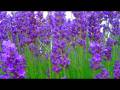 Nepper Schlepper schlechte Rapper  Blumenwiese