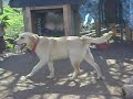 Perro Porno