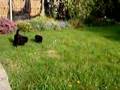 Affenpinscher