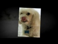 3 White Pets - A Sansoucy Family  Video