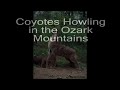 Coyotes Howling in the Ozark Mountains