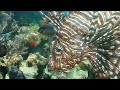 Scorpion Fish Art
