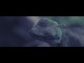 POLICA - Amongster (Official Music Video) POLICA - Amongster (Official Music Video)