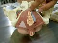 Anatomia  Facimed Medicia segundo semestre 2007/2