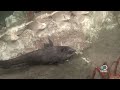 Weird Worms Eat Bones