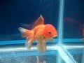 oranda healed from hole in head