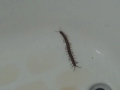 Hawaiian things: prehistoric insect found in the shower