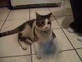 Kiko\
