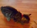 cat goes mad