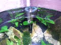 Geiles Kugelaquarium - die Technik