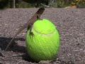 German Shepherd Sneaks up on Lizard