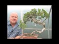 Bonsai Styling - Yamadori Juniper By Graham Potter 
