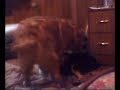Perros haciendo el amor