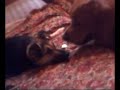 Perros haciendo el amor