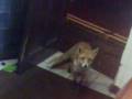The Happening.. weird... fox comes into shop.