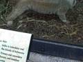 Slow Loris
