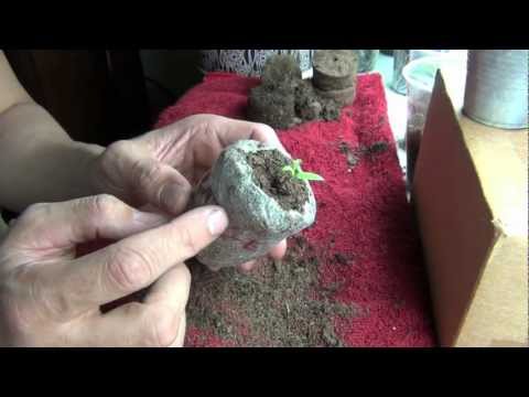 how to transplant jiffy pellets