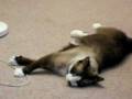 A Snowshoe cat we call Smores trying out his new harness