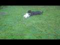 videos de Toby & Tia