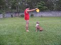 Stone Bulls Kennel - Donna