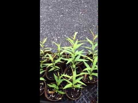 how to replant into a bigger pot