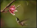 enigma-of-nature-the-amazon-rainforest-1.html