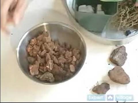 How to Care for an Orchid Plant: ...
