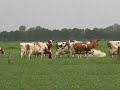 De Koeiendans