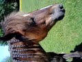 cracker being a mad pony =D