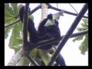 Howler Monkeys eating cecropia leaves
