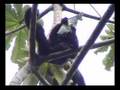 Howler Monkeys eating cecropia leaves