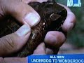Toad Secretes Nasty Butter