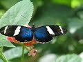 Butterflies at Wild Animal Park - April 2007 Butterflies at Wild Animal Park - April 2007