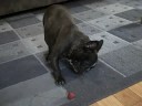 Kirby vs. the Strawberry