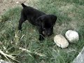 Minha cachorra doidona