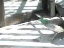 Capturing a peacock : Failed